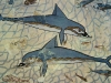 delfini